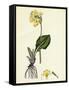 Primula Elatior Jaquin's Oxlip-null-Framed Stretched Canvas