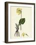 Primula Elatior Jaquin's Oxlip-null-Framed Giclee Print