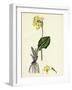 Primula Elatior Jaquin's Oxlip-null-Framed Giclee Print