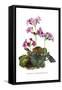 Primula Megasaefolia-H.g. Moon-Framed Stretched Canvas