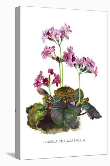 Primula Megasaefolia-H.g. Moon-Stretched Canvas