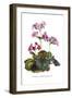 Primula Megasaefolia-H.g. Moon-Framed Art Print