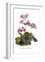 Primula Megasaefolia-H.g. Moon-Framed Art Print