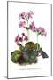 Primula Megasaefolia-H.g. Moon-Mounted Art Print