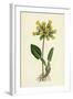 Primula Officinalis Cowslip-null-Framed Giclee Print