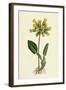 Primula Officinalis Cowslip-null-Framed Giclee Print