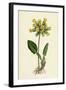 Primula Officinalis Cowslip-null-Framed Giclee Print