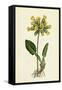 Primula Officinalis Cowslip-null-Framed Stretched Canvas
