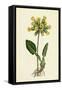 Primula Officinalis Cowslip-null-Framed Stretched Canvas