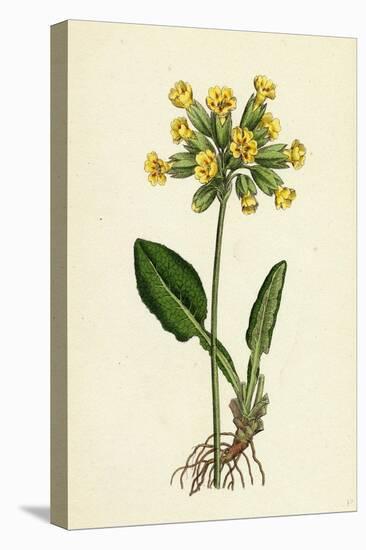 Primula Officinalis Cowslip-null-Stretched Canvas