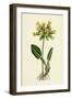 Primula Officinalis Cowslip-null-Framed Giclee Print