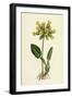 Primula Officinalis Cowslip-null-Framed Giclee Print