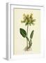 Primula Officinalis Cowslip-null-Framed Giclee Print