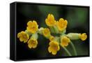 Canvas Black