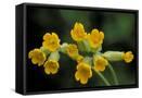 Canvas Black