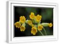 White Frame