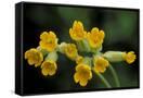 Canvas Black