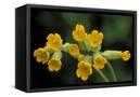 Canvas Black