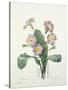 Primula (Primrose), Engraved by Bessin, from 'Choix Des Plus Belles Fleurs', 1827-Pierre-Joseph Redouté-Stretched Canvas