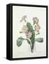 Primula (Primrose), Engraved by Bessin, from 'Choix Des Plus Belles Fleurs', 1827-Pierre-Joseph Redouté-Framed Stretched Canvas