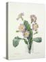 Primula (Primrose), Engraved by Bessin, from 'Choix Des Plus Belles Fleurs', 1827-Pierre-Joseph Redouté-Stretched Canvas