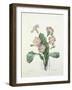 Primula (Primrose), Engraved by Bessin, from 'Choix Des Plus Belles Fleurs', 1827-Pierre-Joseph Redouté-Framed Giclee Print