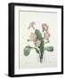 Primula (Primrose), Engraved by Bessin, from 'Choix Des Plus Belles Fleurs', 1827-Pierre-Joseph Redouté-Framed Giclee Print