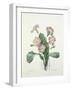 Primula (Primrose), Engraved by Bessin, from 'Choix Des Plus Belles Fleurs', 1827-Pierre-Joseph Redouté-Framed Giclee Print