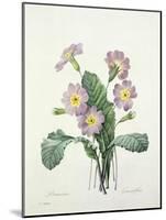 Primula (Primrose), Engraved by Bessin, from 'Choix Des Plus Belles Fleurs', 1827-Pierre-Joseph Redouté-Mounted Giclee Print