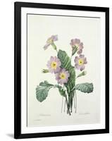 Primula (Primrose), Engraved by Bessin, from 'Choix Des Plus Belles Fleurs', 1827-Pierre-Joseph Redouté-Framed Giclee Print