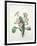 Primula (Primrose), Engraved by Bessin, from 'Choix Des Plus Belles Fleurs', 1827-Pierre-Joseph Redouté-Framed Giclee Print