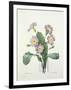 Primula (Primrose), Engraved by Bessin, from 'Choix Des Plus Belles Fleurs', 1827-Pierre-Joseph Redouté-Framed Giclee Print