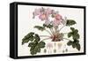 Primula Sinensis, 1821-1826-William Hooker-Framed Stretched Canvas