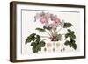 Primula Sinensis, 1821-1826-William Hooker-Framed Giclee Print