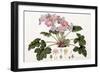 Primula Sinensis, 1821-1826-William Hooker-Framed Giclee Print