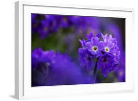 Primula Sp in Flower, Mount Cheget, Caucasus, Russia, June 2008-Schandy-Framed Photographic Print