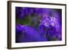 Primula Sp in Flower, Mount Cheget, Caucasus, Russia, June 2008-Schandy-Framed Photographic Print