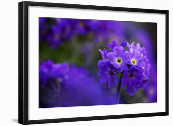 Primula Sp in Flower, Mount Cheget, Caucasus, Russia, June 2008-Schandy-Framed Photographic Print