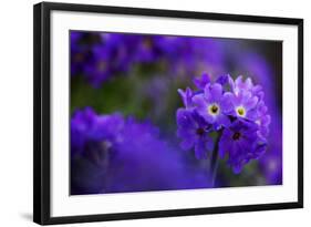 Primula Sp in Flower, Mount Cheget, Caucasus, Russia, June 2008-Schandy-Framed Photographic Print