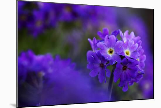 Primula Sp in Flower, Mount Cheget, Caucasus, Russia, June 2008-Schandy-Mounted Photographic Print