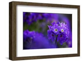 Primula Sp in Flower, Mount Cheget, Caucasus, Russia, June 2008-Schandy-Framed Photographic Print