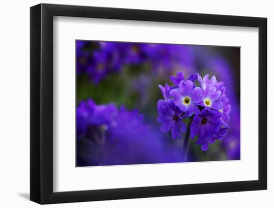 Primula Sp in Flower, Mount Cheget, Caucasus, Russia, June 2008-Schandy-Framed Photographic Print