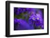 Primula Sp in Flower, Mount Cheget, Caucasus, Russia, June 2008-Schandy-Framed Photographic Print