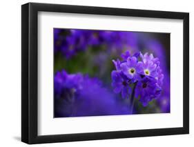 Primula Sp in Flower, Mount Cheget, Caucasus, Russia, June 2008-Schandy-Framed Photographic Print