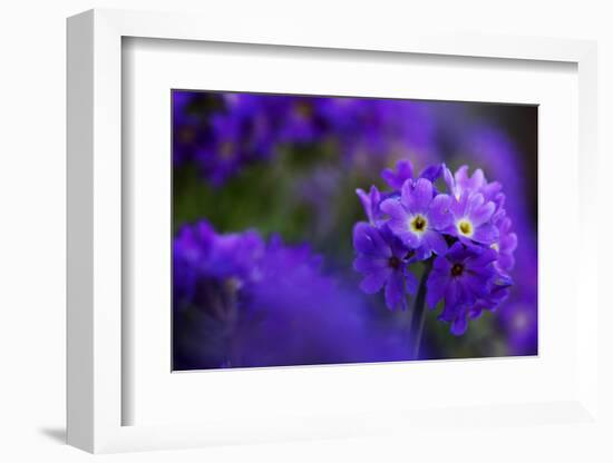 Primula Sp in Flower, Mount Cheget, Caucasus, Russia, June 2008-Schandy-Framed Photographic Print