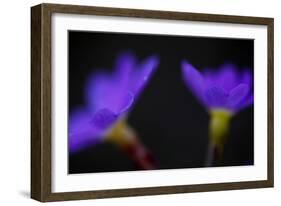 Primula Sp in Flower, Mount Cheget, Caucasus, Russia, June 2008-Schandy-Framed Photographic Print