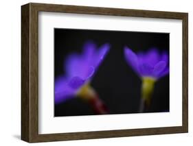 Primula Sp in Flower, Mount Cheget, Caucasus, Russia, June 2008-Schandy-Framed Photographic Print