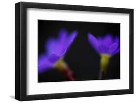 Primula Sp in Flower, Mount Cheget, Caucasus, Russia, June 2008-Schandy-Framed Photographic Print