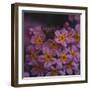 Primula x Bullesiana, a kind of primrose in the botanical garden,-Nadja Jacke-Framed Photographic Print