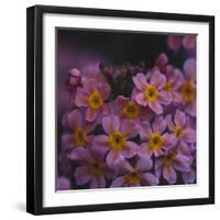 Primula x Bullesiana, a kind of primrose in the botanical garden,-Nadja Jacke-Framed Photographic Print